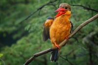 Lednacek gurial - Pelargopsis capensis - Stork-billed Kingfisher 9871